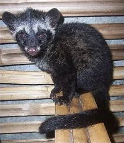 Animaux / production : 
Produit essentiellement dans l'archipel indonésien, Sumatra, Java, Bali, aux Philippines et dans le Timor oriental, le kopi luwak est un café récolté dans les excréments d'une civette asiatique, le luwak. Se nourrissant du fruit de cet arbuste, il a une digestion quasi absente, ne digérant que la pulpe mais pas le noyau que l'on récolte. Quel est l'autre nom de cet animal ?