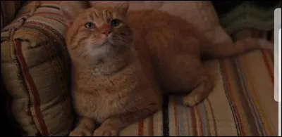 Comment s'appelle le chat de Dustin dans la saison 2 ?