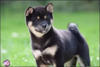 Est-ce que tu le trouves mignon ?