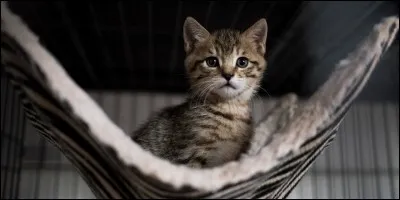 Un chat peut vivre, en moyenne, de 18 à 20 ans. Si un chat a 7 mois, en âge humain, il a...