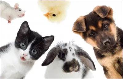 Quels sont les trois animaux qui voient bien dans le noir ?