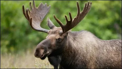Une jeune homme idéaliste et les grands espaces se retrouvent dans ...