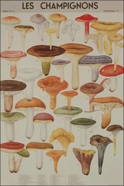 Peut être mangée crue...