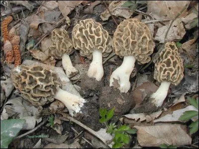 Ce champignon est...