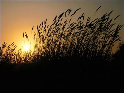Que fais-tu le vendredi soir ?