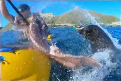Enfin, histoire de rigoler un peu, un phoque a giflé un kayakiste. De quel autre animal s'est-il servi ?
