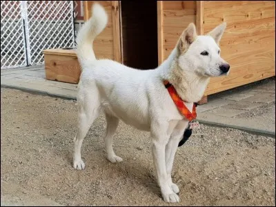 Quels sont les deux pays dont les dirigeants se sont rencontrés récemment malgré les nombreux conflits entre les deux pays avec même ce beau chien qui a été offert par l'un des présidents ?