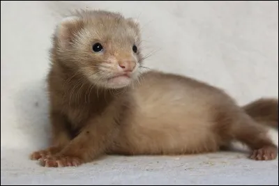 Que fait un furet lorsqu'il est fâché ?