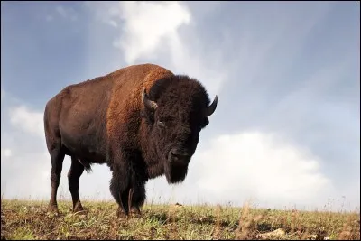 Quelle est la longueur de la queue d'un bison ?