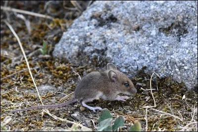 Le mulot est-il un rongeur ?