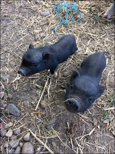 Un cochon nain peut-il crier ?