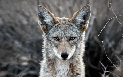 Quel animal est le plus grand ennemi du coyote ?