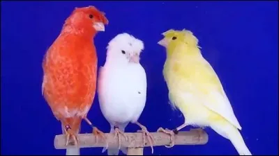 Quand un canari fait-il sa toilette ?