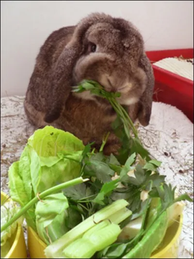 Quand un lapin frappe-t-il le sol ?