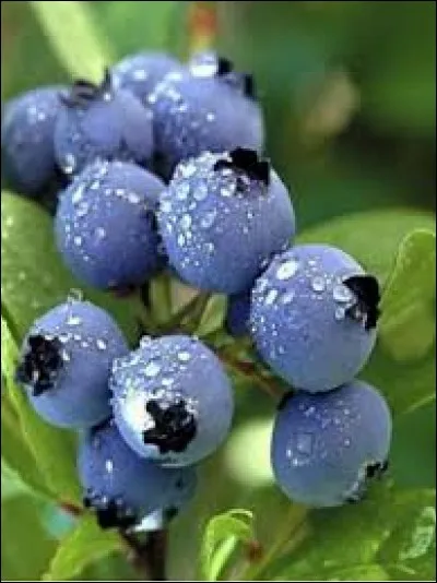 Les myrtilles sont des fruits rouges.