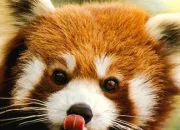 Quiz Trop chou le panda roux !
