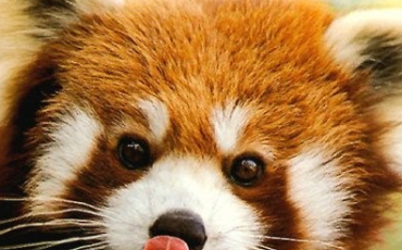 Quiz Panda