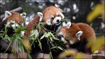 Le panda roux est aussi appelé :