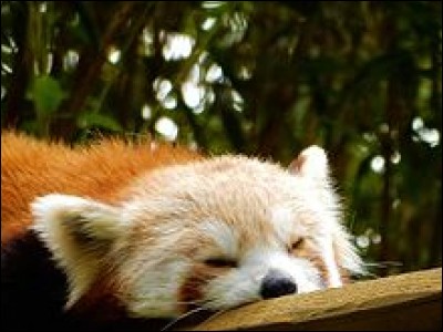 Il est principalement nocturne.