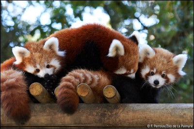 Quelle est la durée de vie du petit panda ?