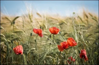 Quel est ton paysage préféré parmi les suivants ?