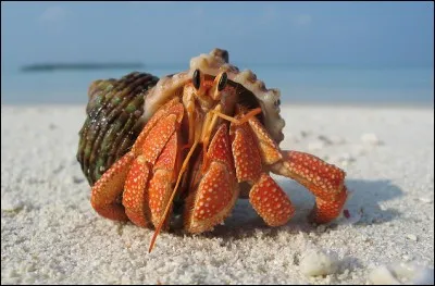 Qui est le bernard-l'ermite ?