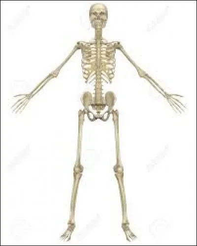 Corps humain - Quel est l'os le plus long du corps humain ?