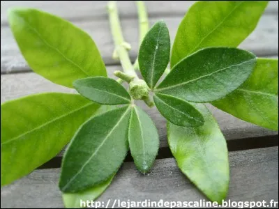 C'est de l'eucalyptus.