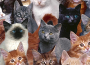 Quiz Races de chats