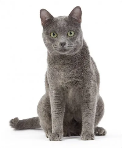 Quelle est la race de ce chat ?