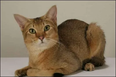 Quelle est la race de ce chat ?