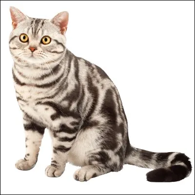 Quelle est la race de ce chat ?