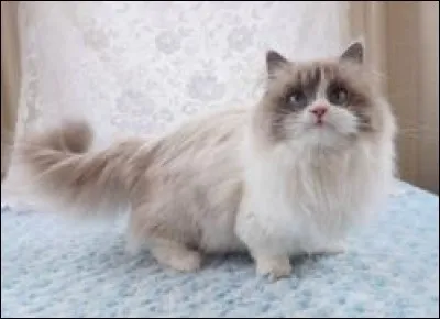 Quelle est la race de ce chat ?