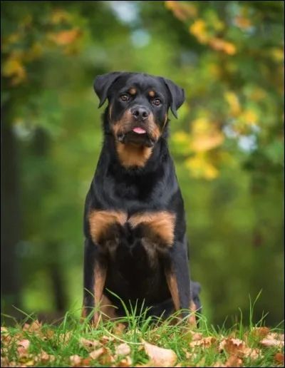 Quelle est la race de ce chien ?