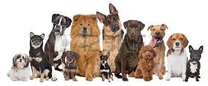 Quiz Races de chiens