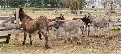 Un peu d'élevage, maintenant.