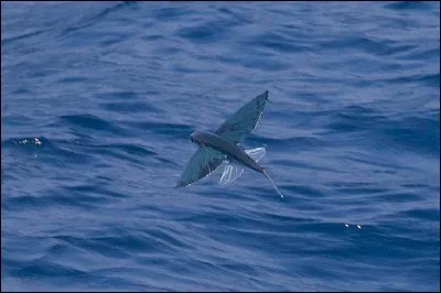 Quel est le nom usuel de l'exocet ?