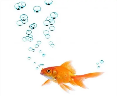 Quel est le nom du poisson rouge de Gaston Lagaffe ?