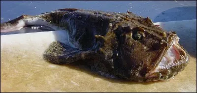 Sous quel nom est vendue la baudroie (dont on ne voit jamais la tête) dans les poissonneries ?