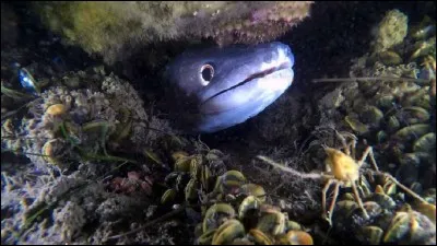Si vous avez mis moins de 5 secondes à jouer ce quizz et que vous avez fait 100%. Quel poisson y a-t-il sous roche ?