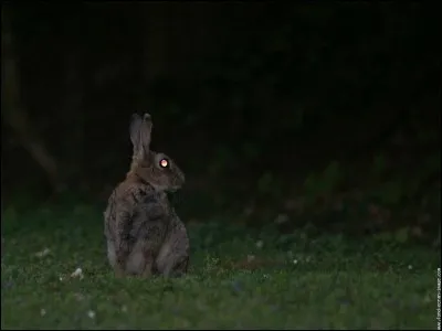 Les lapins ont-ils une bonne vue dans l'obscurité ?