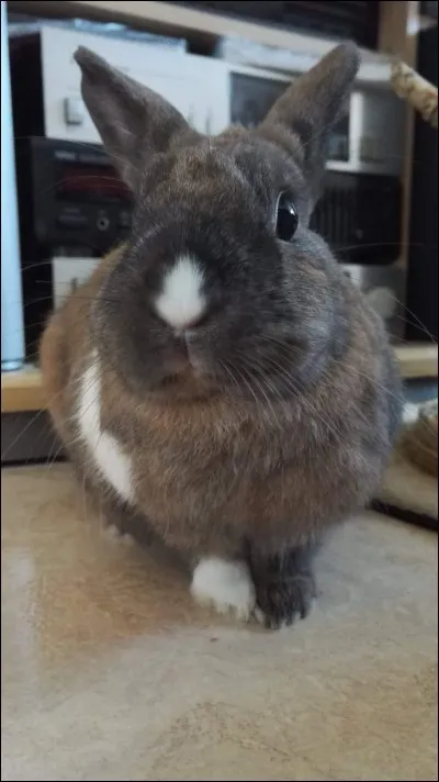 Quelle est la particularité du lapin ?