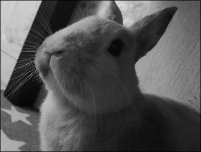 Vous avez peut-être déjà observé votre lapin faire des mouvements de la tête de bas en haut, mais pourquoi les fait-il ?