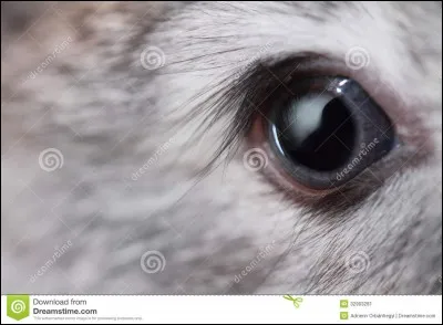 Combien de paupières possède le lapin ?