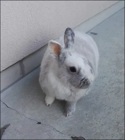 Que fait le lapin quand il vous regarde droit dans les yeux ?