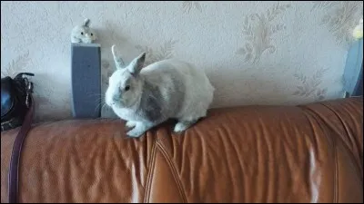 Le lapin a du mal à évaluer les distances et les profondeurs, pourquoi ?