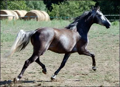 Quelle est cette allure ?