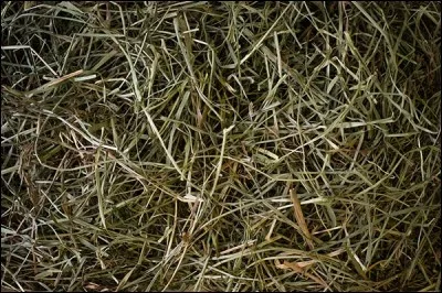 Quel est cet aliment ?