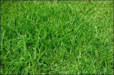 Quel est cet aliment ?