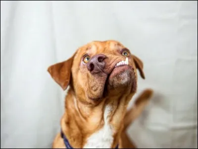 Quel chien a pour principale caractéristique d'être complètement stupide, mais arrive très souvent à aider involontairement les autres personnages de la bande dessinée ?